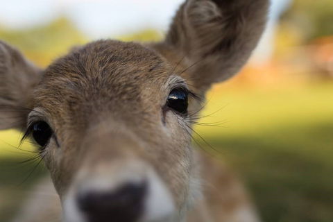 Swan Valley Cuddly Animal Farm - Accommodation Adelaide 1
