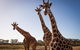 Werribee Open Range Zoo - thumb 1