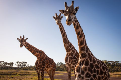 Werribee Open Range Zoo - Accommodation Adelaide 1