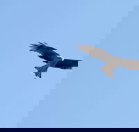 Yanga Lake Red Gum Bird Hide - Accommodation Adelaide