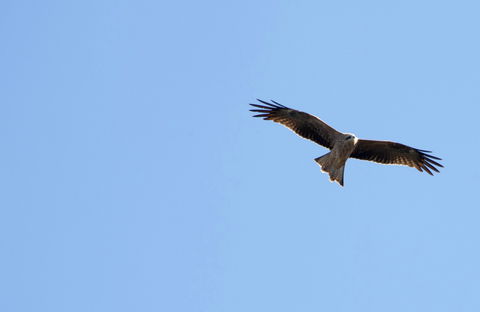 Yanga Lake Red Gum Bird Hide - Accommodation Adelaide 0