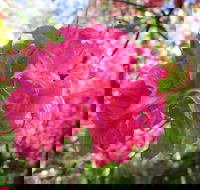 Campbell Rhododendron Gardens - Accommodation Adelaide