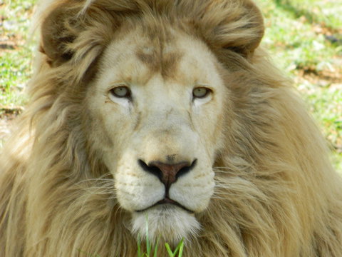 Darling Downs Zoo - Accommodation Adelaide 0