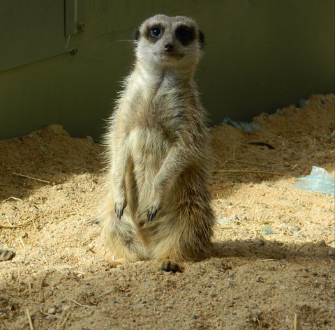 Darling Downs Zoo - Accommodation Adelaide 1