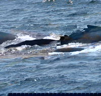 Gerringong Whale Watching Platform - Accommodation Adelaide