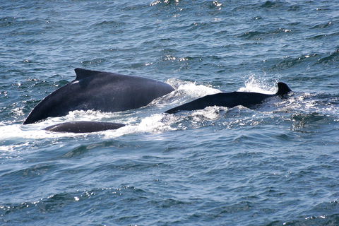 Gerringong Whale Watching Platform - Accommodation Adelaide 0