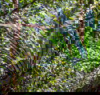 Great North walk - Palm Grove Nature Reserve - Accommodation Adelaide