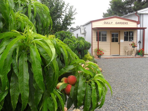 Gully Gardens - Accommodation Adelaide 0