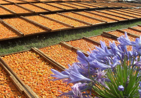 Gully Gardens - Accommodation Adelaide 2