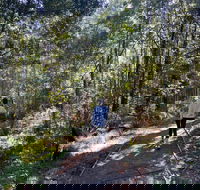 Lyrebird Circuit Walk - Accommodation Adelaide