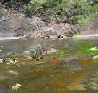Mount Boss State Forest - Accommodation Adelaide