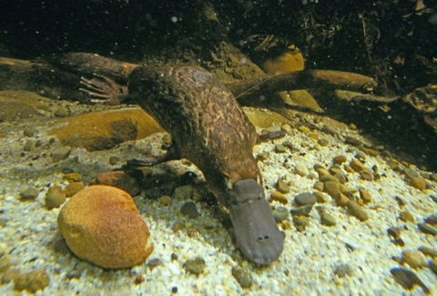 Platypus Pool - Accommodation Adelaide 0