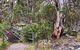 Sawpit Walking Track - thumb 0