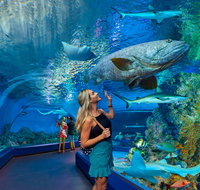 Cairns Aquarium - Accommodation Adelaide