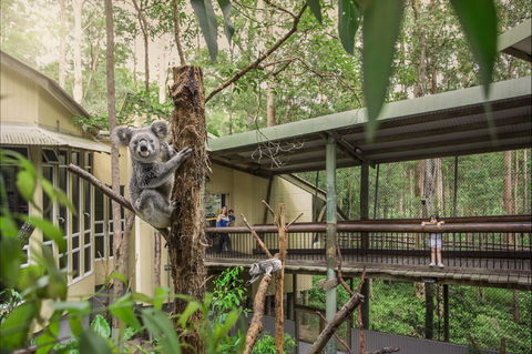 Daisy Hill Koala Centre - Accommodation Adelaide 0