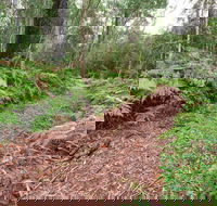 Forest Walking Track Gibraltar Range National Park - Accommodation Adelaide