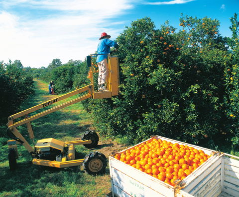 Gayndah's Big Orange - Accommodation Adelaide 0