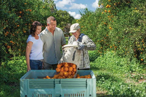 Gayndah's Big Orange - Accommodation Adelaide 1