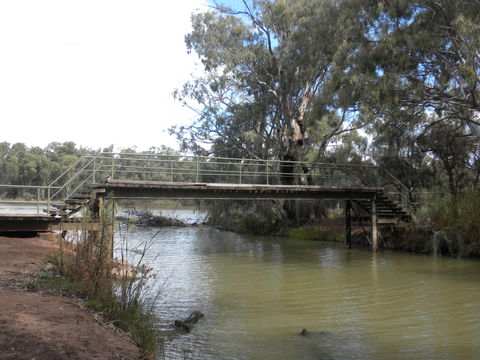 Junction Island Nature Reserve, Canoe Tree And Walking Track - Accommodation Adelaide 0