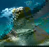 Reef HQ Aquarium - Accommodation Adelaide