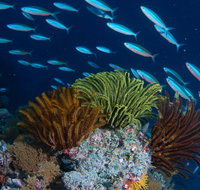 Southern Small Detached Reef Dive Site - Accommodation Adelaide