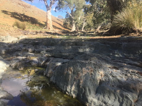 Three Creeks Station -Arkaroona Creek Walk - Accommodation Adelaide 0