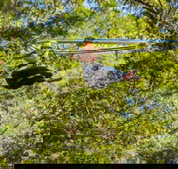 TreeTop Crazy Rider - Accommodation Adelaide