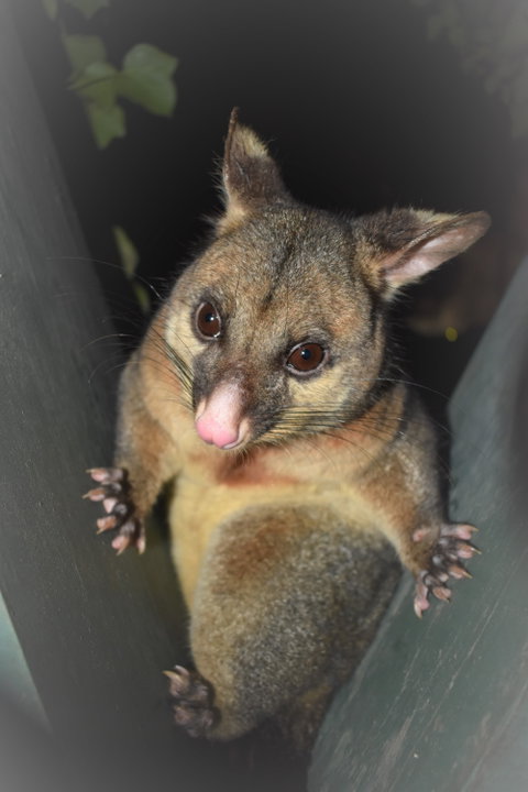 Umpherston Possum Tours - Accommodation Adelaide 1