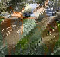 Visit an alpaca farm and get up and personal with these gentle and unique animals - Accommodation Adelaide