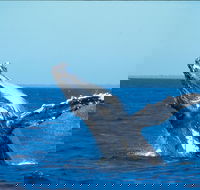 Whale Watching on Keswick Island - Accommodation Adelaide