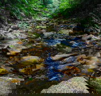 Willi Willi National Park - Accommodation Adelaide