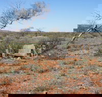 Winnecke Goldfield Cemetery - Accommodation Adelaide