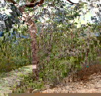 Yango Walking Track - Accommodation Adelaide
