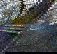 Arthurs Seat to Kings Falls Walk - Accommodation Adelaide