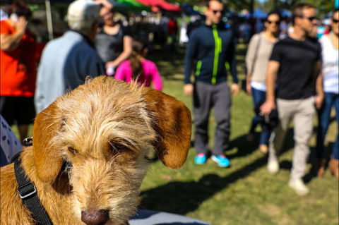Burleigh Art And Craft Markets - Accommodation Adelaide 2