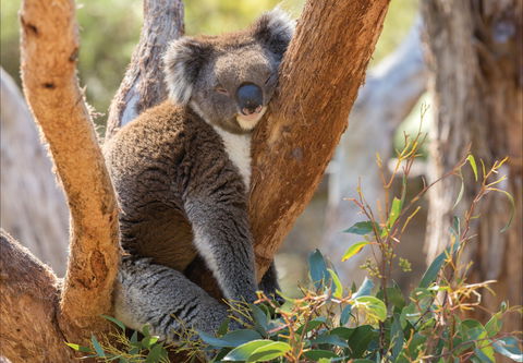 Cleland Wildlife Park - Accommodation Adelaide 0