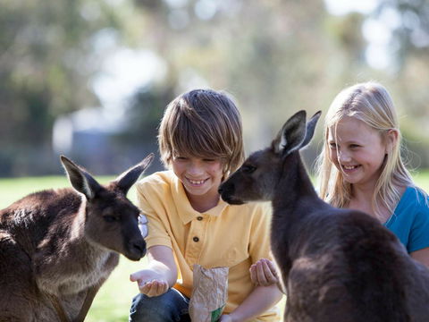 Cleland Wildlife Park - Accommodation Adelaide 1