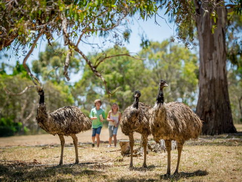 Cleland Wildlife Park - Accommodation Adelaide 2