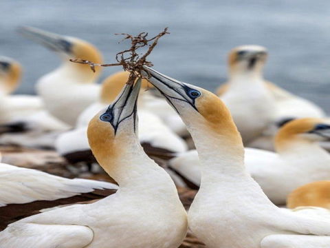 Gannets In Portland - Accommodation Adelaide 0