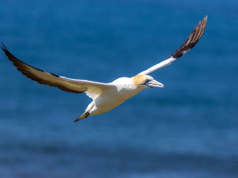 Gannets In Portland - Accommodation Adelaide 1