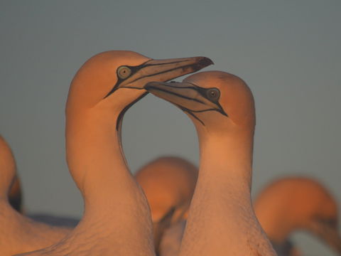 Gannets In Portland - Accommodation Adelaide 2