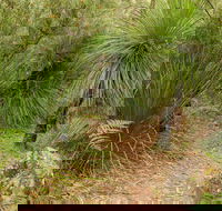 Grass Tree Circuit - Accommodation Adelaide