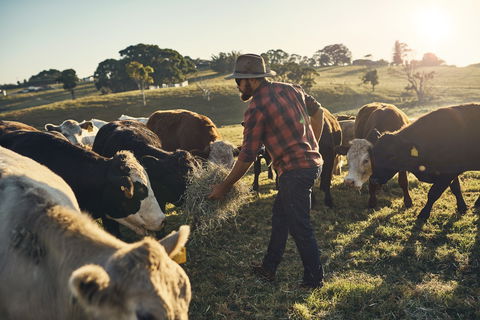 Hinterland Full Day Self Drive Tour - Accommodation Adelaide 0