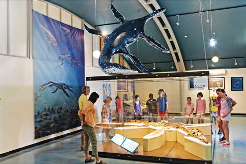 Kronosaurus Korner - Accommodation Adelaide 2