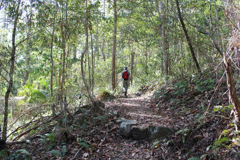 Morelia Walking Track, D'Aguilar National Park - Accommodation Adelaide 1