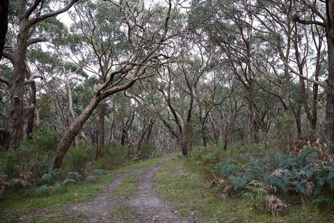 Pink Line And Loop Trail - Mountain Biking - Accommodation Adelaide 0