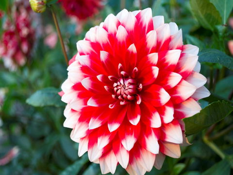 Portland Botanical Gardens - Accommodation Adelaide 1