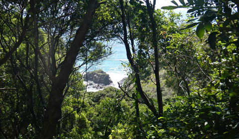 Rainforest Walking Track, Hat Head National Park - Accommodation Adelaide 0
