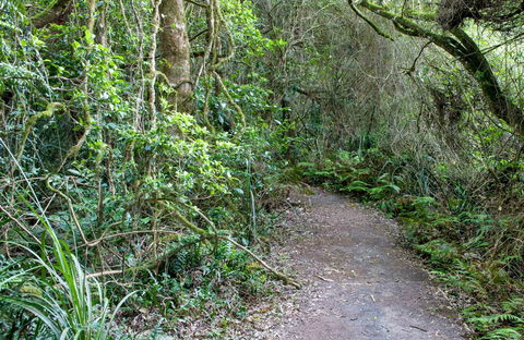 Rainforest Walking Track, Roberston Nature Reserve - Accommodation Adelaide 0