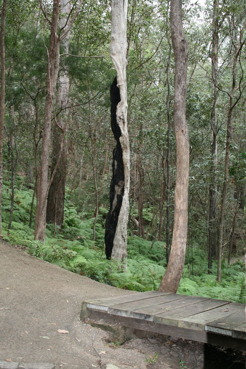 Springwood Conservation Park - Accommodation Adelaide 1